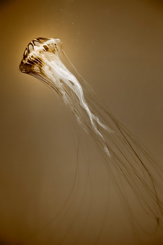 Brown Jelly